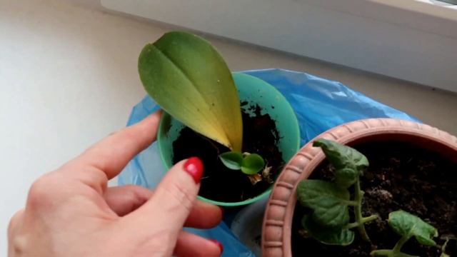 Мои Комнатные ЦВЕТЫ ? самые неприхотливые.
