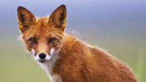 Огненный лис — Русский трейлер (2024)