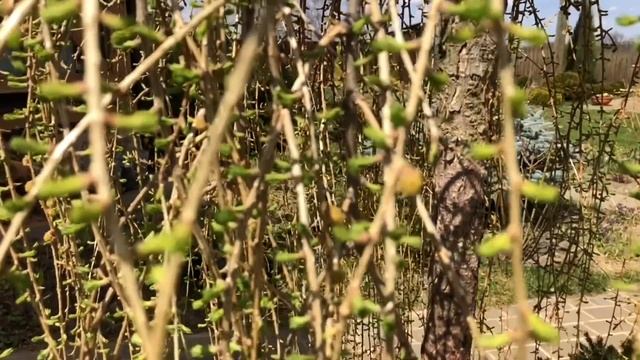 Будет украшать парадную клумбу круглый год! Обрати внимание на плакучую лиственницу!? смотреть онлайн