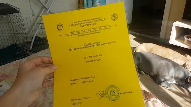 Документы амстаффа/ Родословная/Чемпионские титулы/Анализ на атаксию/Название питомника.
