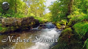 Звуки реки для отдыха, снятия стресса, медитации - Видео лесной реки, шум воды и звуки природы
