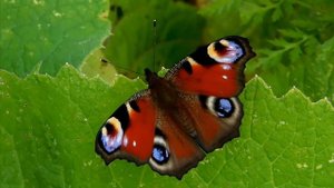 Павлиний глаз