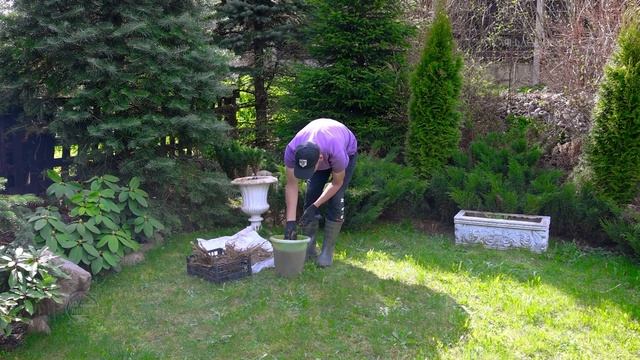 ГЕОРГИНЫ. СУПЕР СПОСОБ проращивания весной