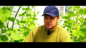 Какие методы борьбы с трипсом. Трипс в моей теплице, остался без урожая огурцов.