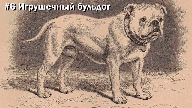 Топ-10 вымерших пород собак