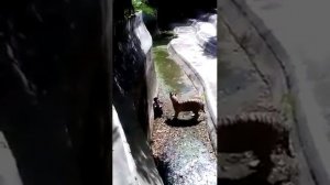 Человек упал к тигру