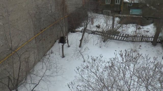 март 2017 как много птиц щебетание ушам не верю смотреть онлайн