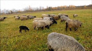 романовская овца выгул на пастбище часть 2