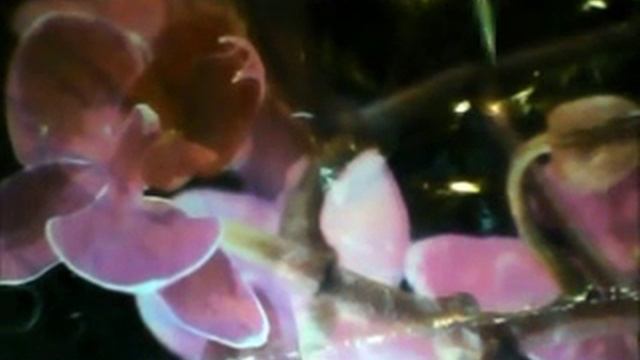 Цветы и карандаш смотреть онлайн