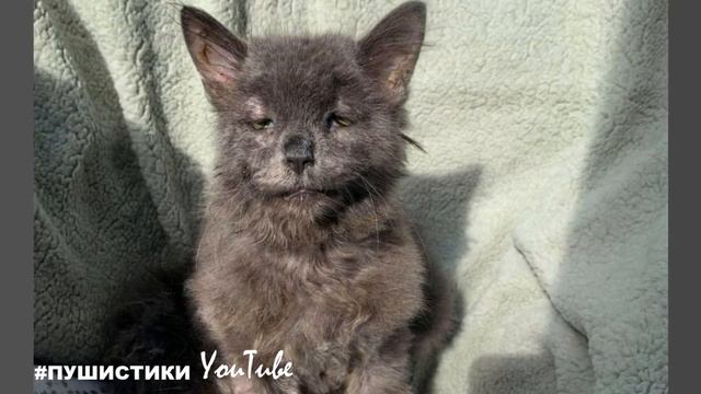 Пятимесячный котёнок выглядел как пожилой кот. У него обвисшая кожа и особенности развития смотреть онлайн