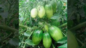 томат открытого грунта.сорт петрушка огородник.