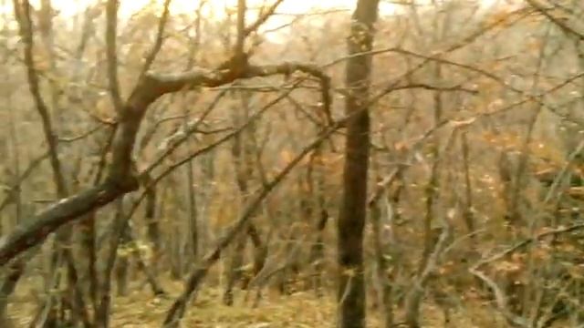 Россия. Краснодарский Край. Осенний лес...