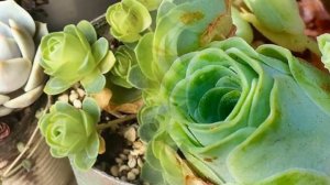 Rose Succulents Are A Thing And They Look Straight Out Of A Fairytale