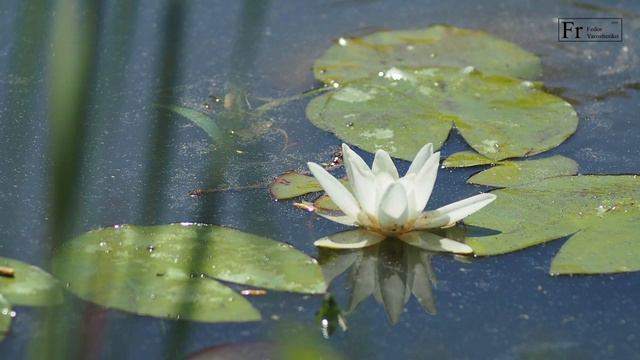 Японские карпы в прудике Ботанического сада ЧелГУ