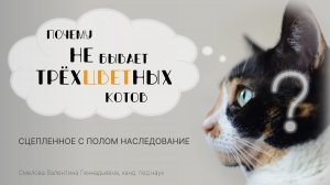 Почему не бывает трехцветных котов