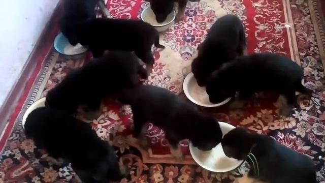 Служебные собаки! Продажа щенков ВЕО Первомайск!!! смотреть онлайн