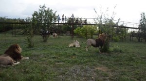 Как мы чуть не лишились 'волшебного тапка ' .БИТВА ТИТАНОВ !!! Тайган