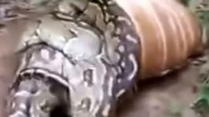 Как питаются хищники  Анаконда заглатывает целого коня