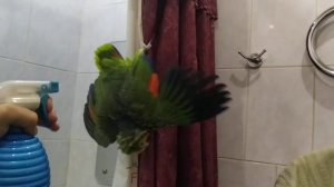 венесуэльский амазон жора