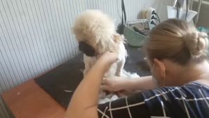 Стрижка пекинеса Груминг, стрижка собак Пекинес Жорик