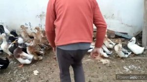 ДОМ В СЕЛЕ. МОЯ НОВАЯ БИЗНЕС ЗАТЕЯ. АНДРЕЙ НОВИКОВ ЗАДАЁТ ТРЕНДЫ. Хохлатые утки. Индийские бегунки