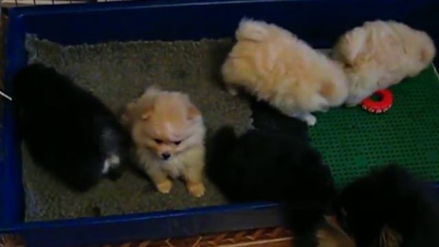 Litter 42 - 1 month For sale 2 males &1 female!!! (1) смотреть онлайн