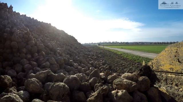 Ropa Euro Maus 4 beim Rüben verladen mit Fendt, John Deere, und Scania смотреть онлайн