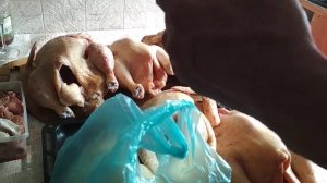 Вес бройлеров Кобб 500 в два месяца.