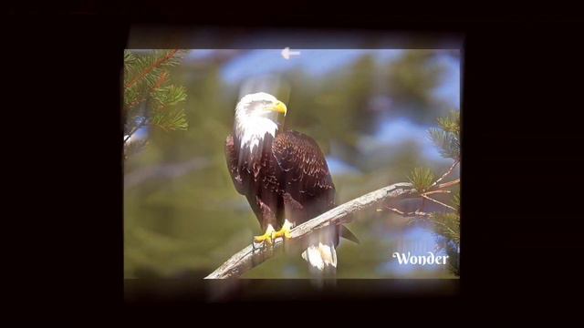 Paul Mauriat Alouette В мире животных смотреть онлайн