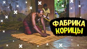 Как Делают Корицу. Остров Корицы. Фабрика Корицы. Цейлон. Амбалангода, Шри-Ланка