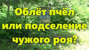 Улей и работа на пасеке: Подозрение на подселение роя. Про пчёл (для начинающих пчеловодов).