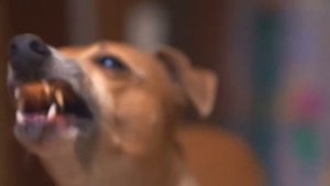 ПОЧЕМУ СОБАКА ЛАЕТ НА ОДНОГО ЧЕЛОВЕКА, А ДРУГОГО НЕ ТРОГАЕТ?