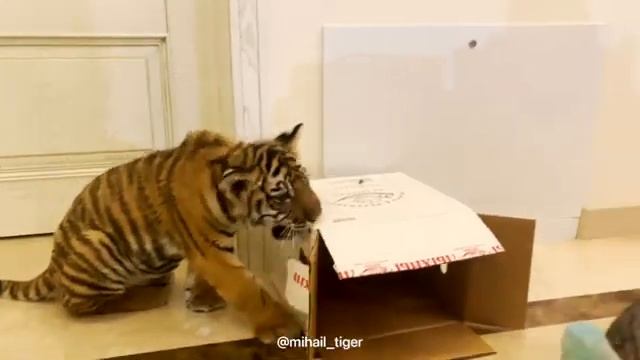 КОТ, ВЫХОДИ!