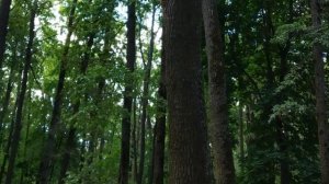 Санаторий Дубрава г.Орел