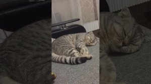 Кошка дергается во сне