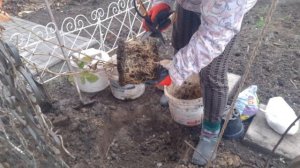 Посадка ежевики осенью.