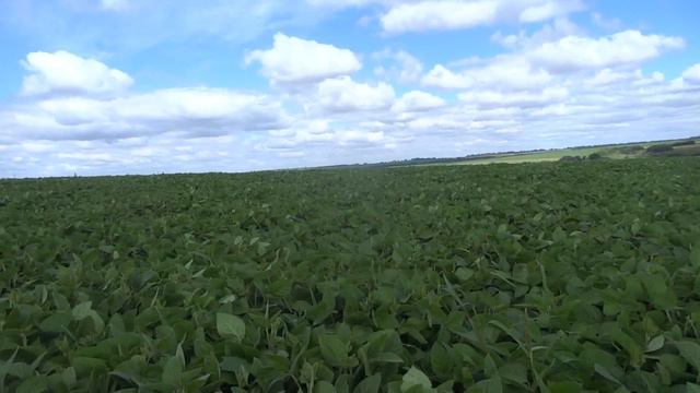 Соя, различные нормы высева (500, 600, 700, 800 тыс./шт./га) смотреть онлайн