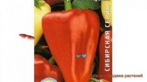 Перец сладкий Первенец Романцова ? обзор: как сажать, семена перца Первенец Романцова