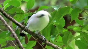 Bali myna in national park west bali