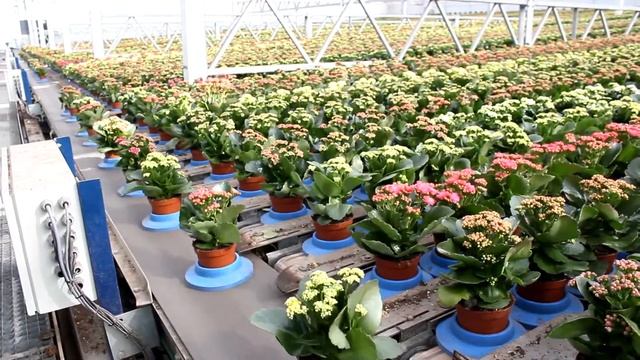 Zuydgeest De Lier   Short Version смотреть онлайн