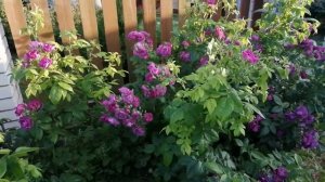 Сорт розы Рабсодия ин блю