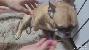 Как собаке ставить укол в холку? Как дать таблетку?