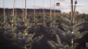 Вся правда о Гарден Маркет