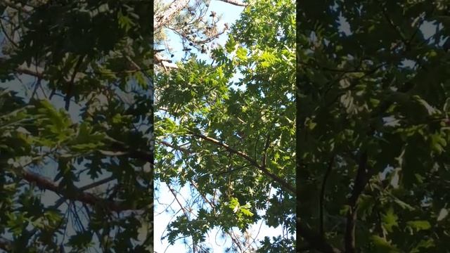 ОШАЛЕТЬ,как круто проснуться в Крыму,в сосновом бору,под звуки природы.