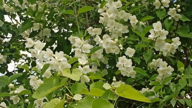 6 июля народный праздник Аграфена Купальница. Народные приметы и традиции. Запреты дня. Молитвы.