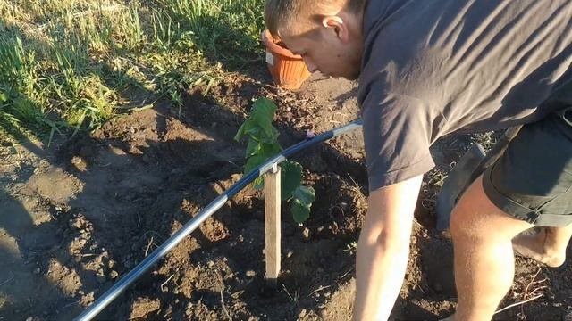 ЛЕТНЯЯ посадка саженцев с ЗКС | КАК САДИТЬ