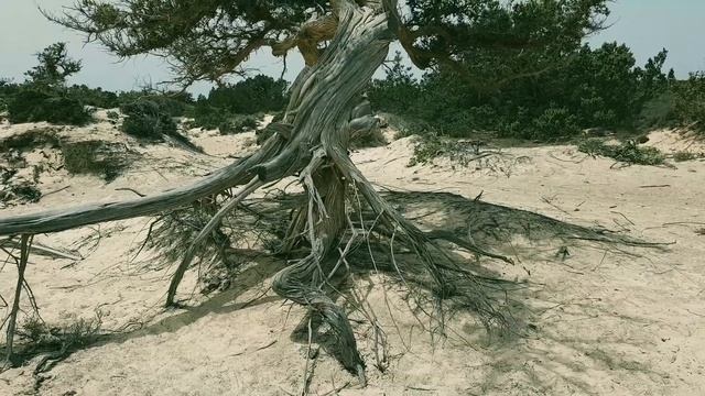 Crete Greece  Chrissi Island  Why to visit?