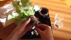 ПЕРЕСАДКА ФИАЛКИ НЕ НАРУШАЯ КОРНИ❗ КОГДА ПЕРЕСАЖИВАТЬ ФИАЛКУ❓❗