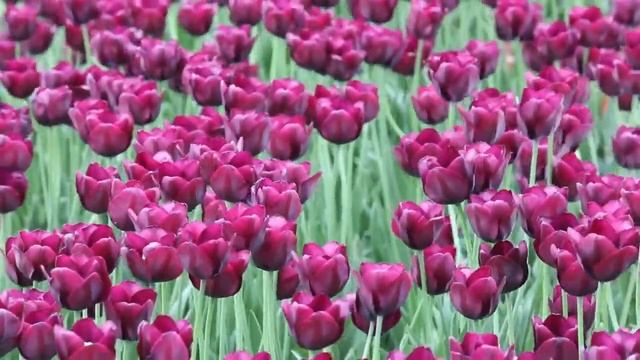 Дорогие, любимые женщины! С международным женским днем 8 марта! смотреть онлайн