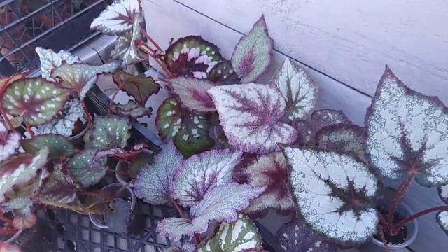 Комнатные цветы . Бегоний много не бывает .Излишки сеянцев бегоний .Часть 2. смотреть онлайн